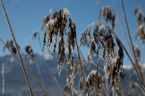reeds in the wind