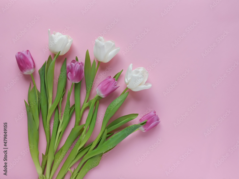 The concept of congratulations, a compliment to a woman. Pink and white tulips on a soft pink background