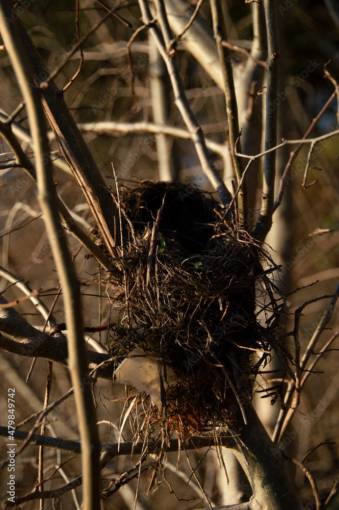 Bird's nest built partly from rubbish, plastic parts and wire used as nesting material in a bush.
Vogelnest teilweise auf Abfall erbaut, Plastik und Draht. Bird's nest built partly from rubbish, plastic parts and wire used as nesting material in a bush.
Vogelnest teilweise auf Abfall erbaut, Plastik und Draht.