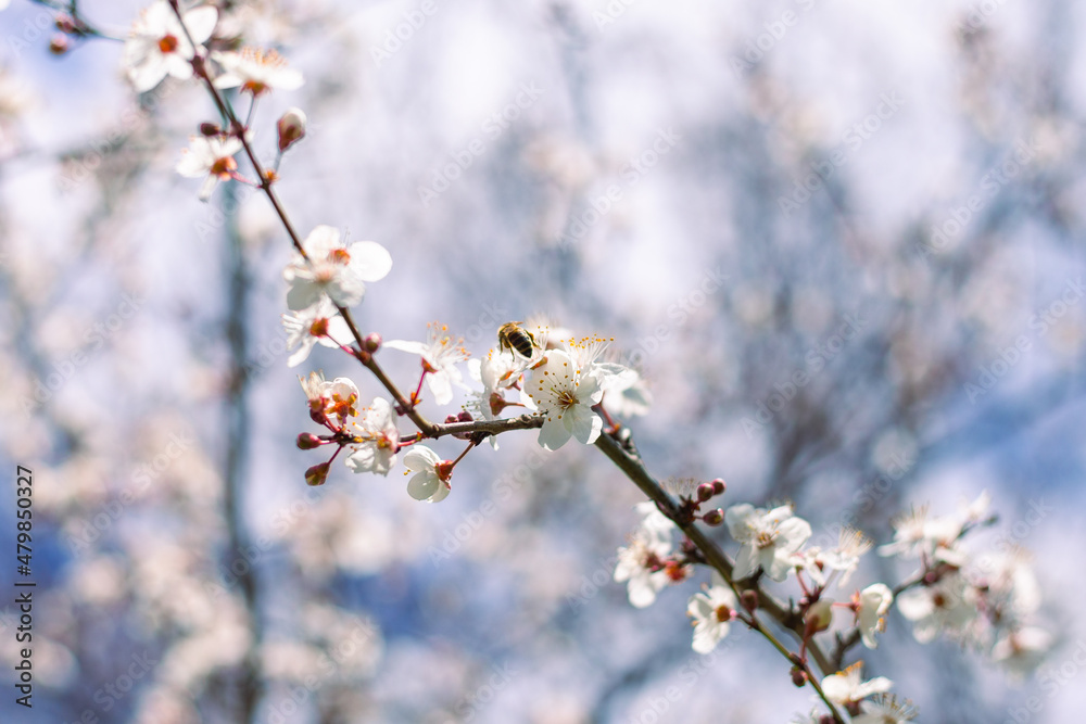 Sakura branch with delicate white flowers in spring. Blooming garden Sakura branch with delicate white flowers in spring. Blooming garden