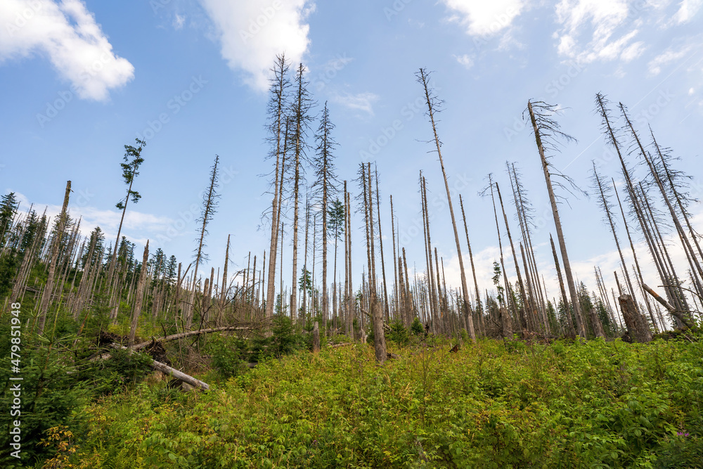 Trunks of trees in Poland, Zakopane mountains