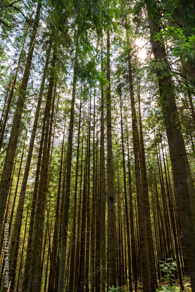 Vertical shot of a tall birch trees against sunlight in the mountains of zakopane, Poland, Europe