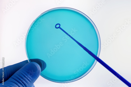 hand of a microbiologist technician holding petri dish. technician researcher with petri dish and loop