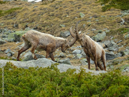 fighting between capricorns in the alps in Zermatt