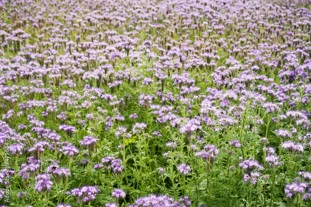 Obraz premium Field of purple phacelia flowers on a summer sunny day, soft selective focus. Flowers honey plants, agriculture