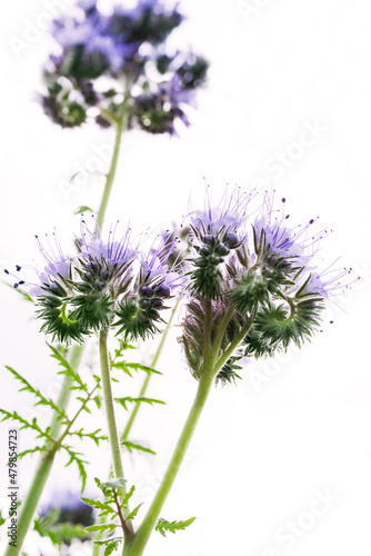 Purple phacelia flowers on a summer sunny day  macro  close-up  soft selective focus. 