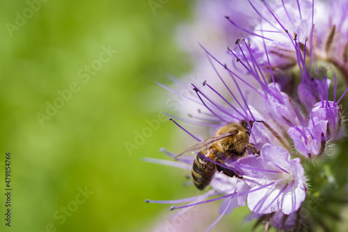 Bee collects nectar, pollinates purple phacelia flowers, close-up, soft selective focus. © isavira