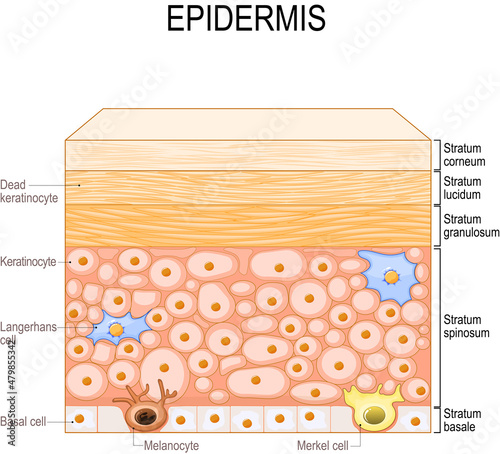 layers of epidermis. epithelial cells of the skin