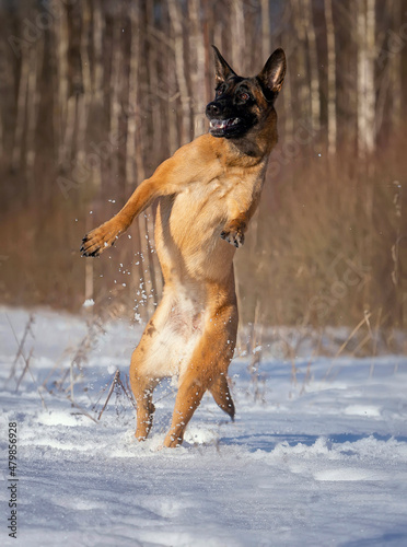 Malinois belgian shepherd funny jumping in the air and playing with snow