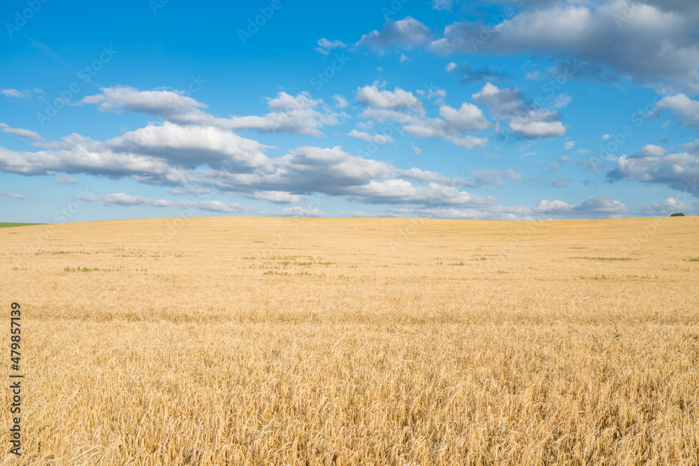 Wheat field landscape under blue sky