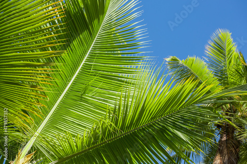 Cocos nucifera leaves on a background of blue sky close up