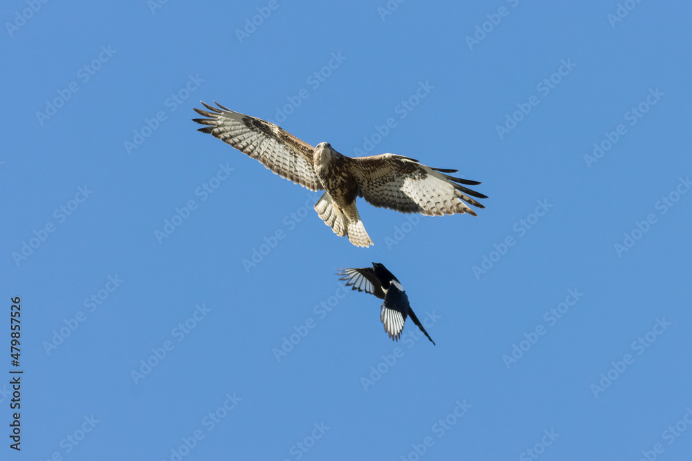 Fototapeta premium BUSARDO CON GARZA BUTEO BUTEO