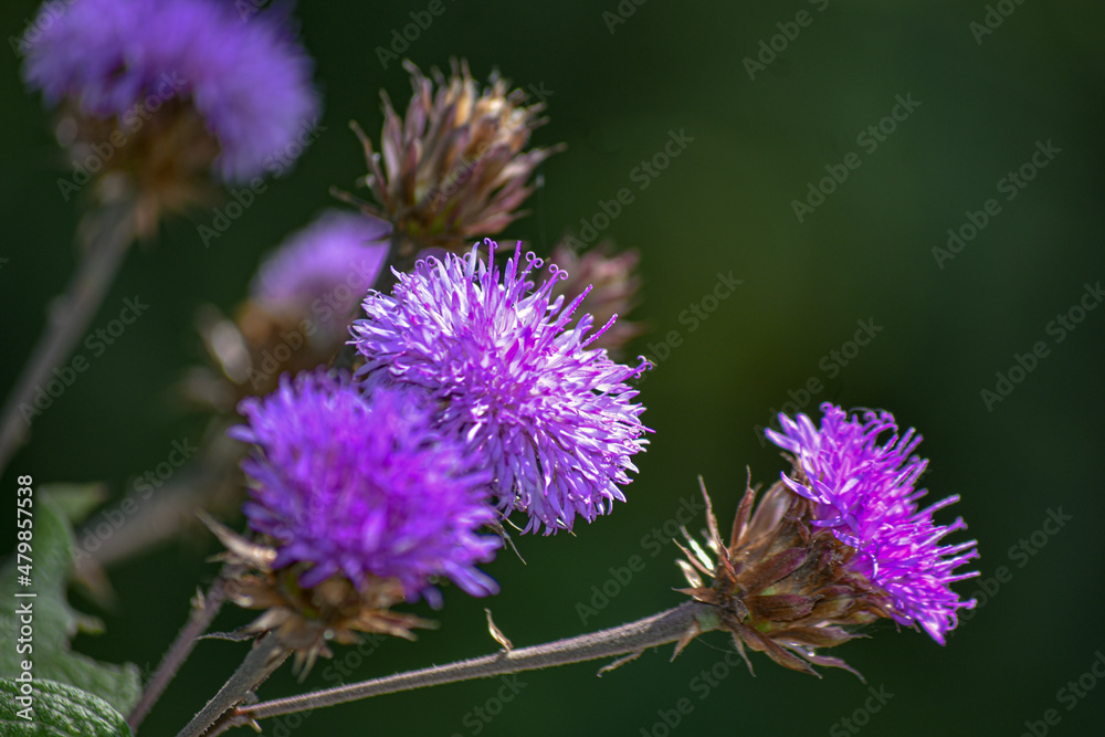 flower flower