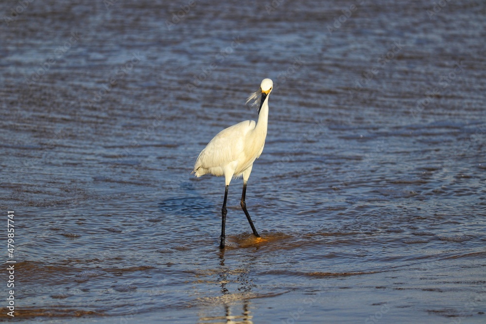 Fototapeta premium A beautiful bird by the sea on a summer day.