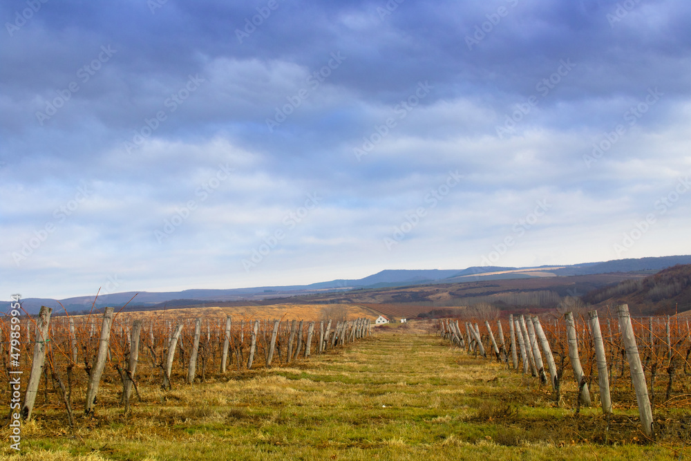 Landscape of vineyard running in V shape of a row in the spring on the fields