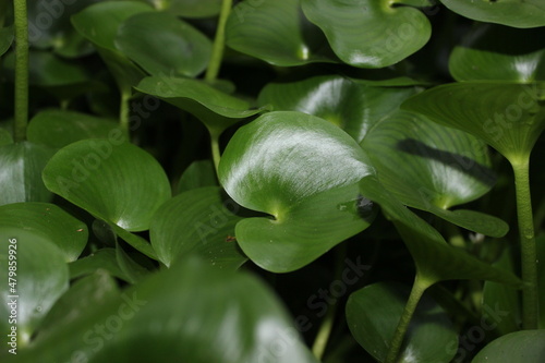 Close up of some Water Hyacinth weeds clogging up a water way on the Gold Coast, Australia