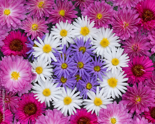 Spring flowers. Chrysanthemum. Beautiful Autumn pink , purple , violet , white chrysanthemum flowers. Postcard, greetings. Banner Spring flowers of different colors .Top view. Texture and background  © Mariia