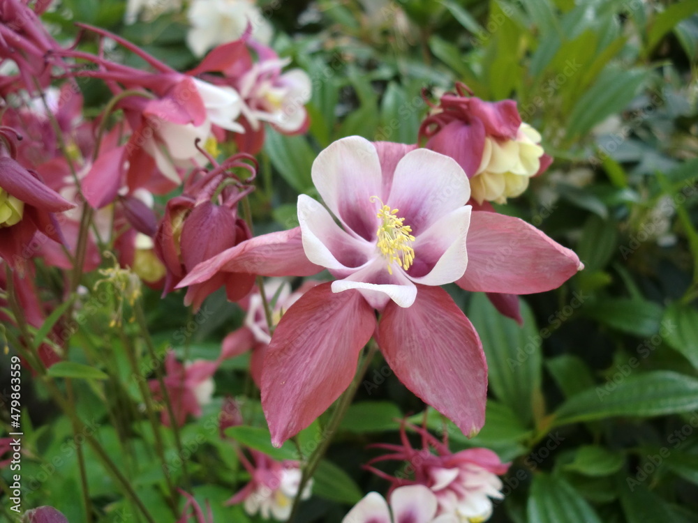 An open honeysuckle flower in the pacific northwest. An open honeysuckle flower in the pacific northwest.
