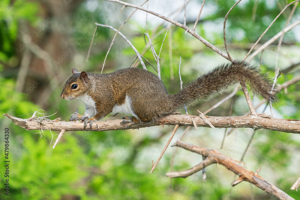 The grey squirrel (Sciurus carolinensis)