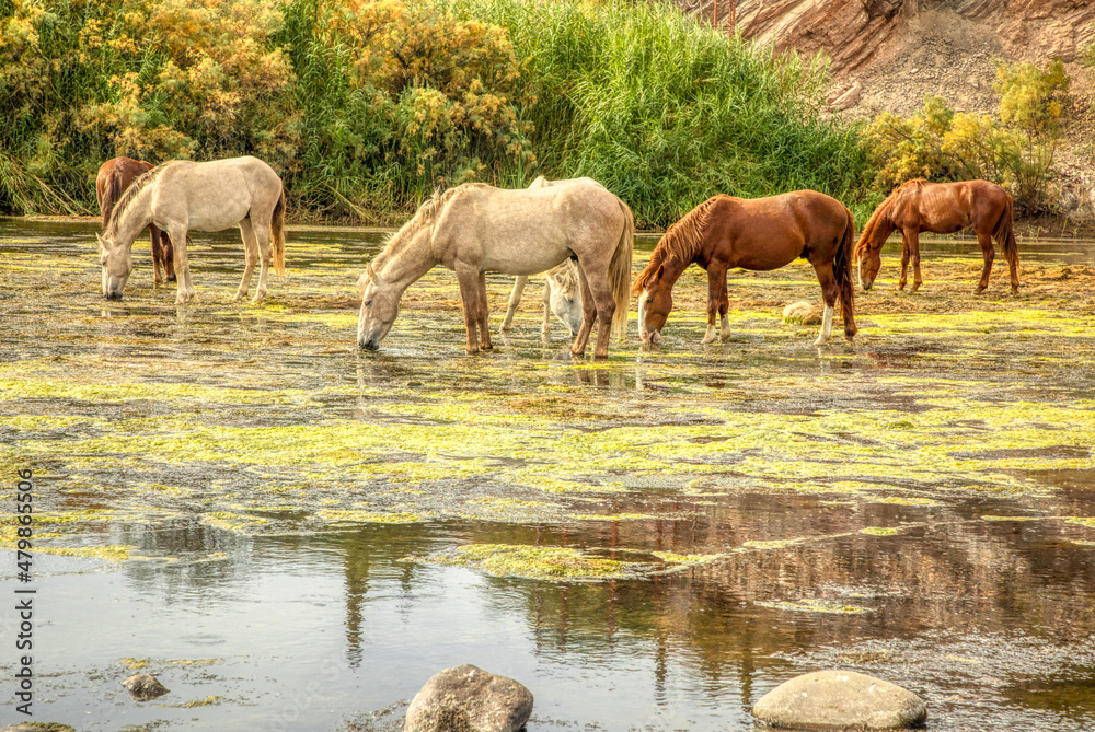 Fototapeta premium Salt River Mustang wild herd, Arizona