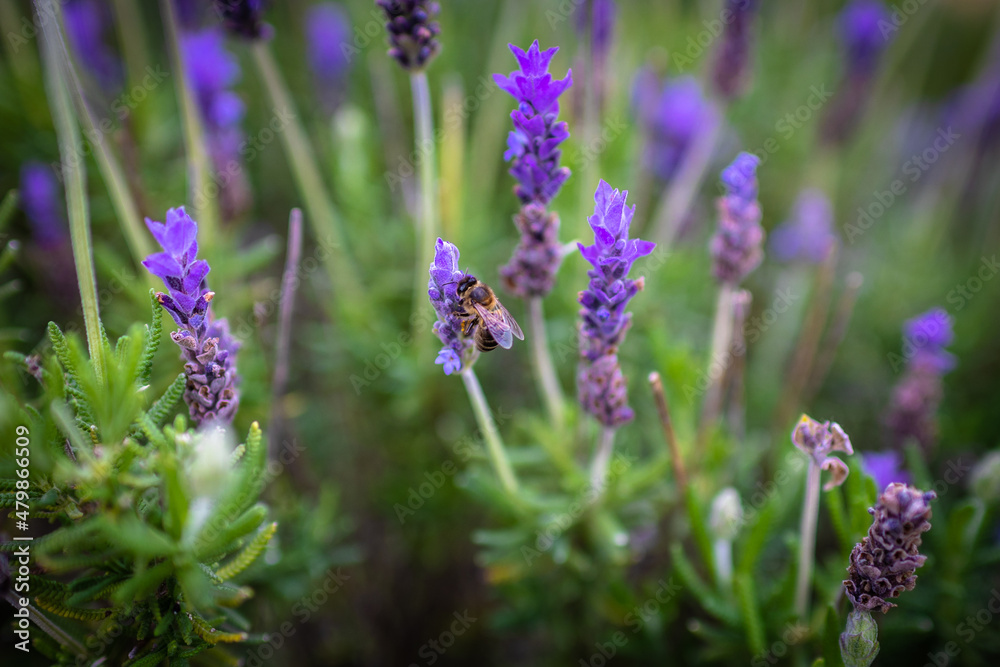 Bee. Bee pollinates lavender flowers. Vegetation vegetation with insects. Bee. Bee pollinates lavender flowers. Vegetation vegetation with insects.
