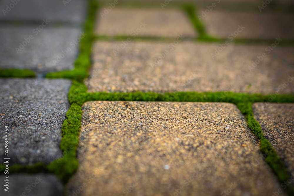 Moss. The park's stone path is covered in green moss.