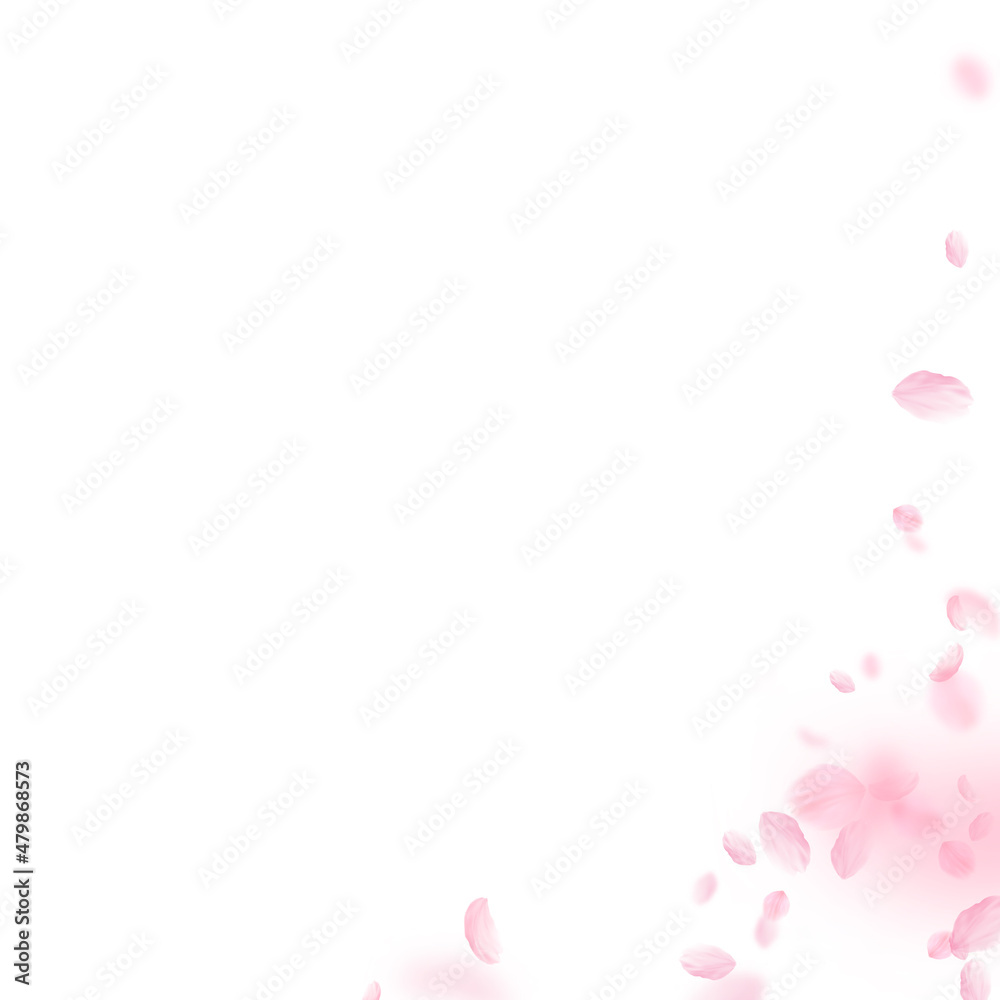 Sakura petals falling down. Romantic pink flowers corner. Flying petals on white square background. Love, romance concept. Shapely wedding invitation.