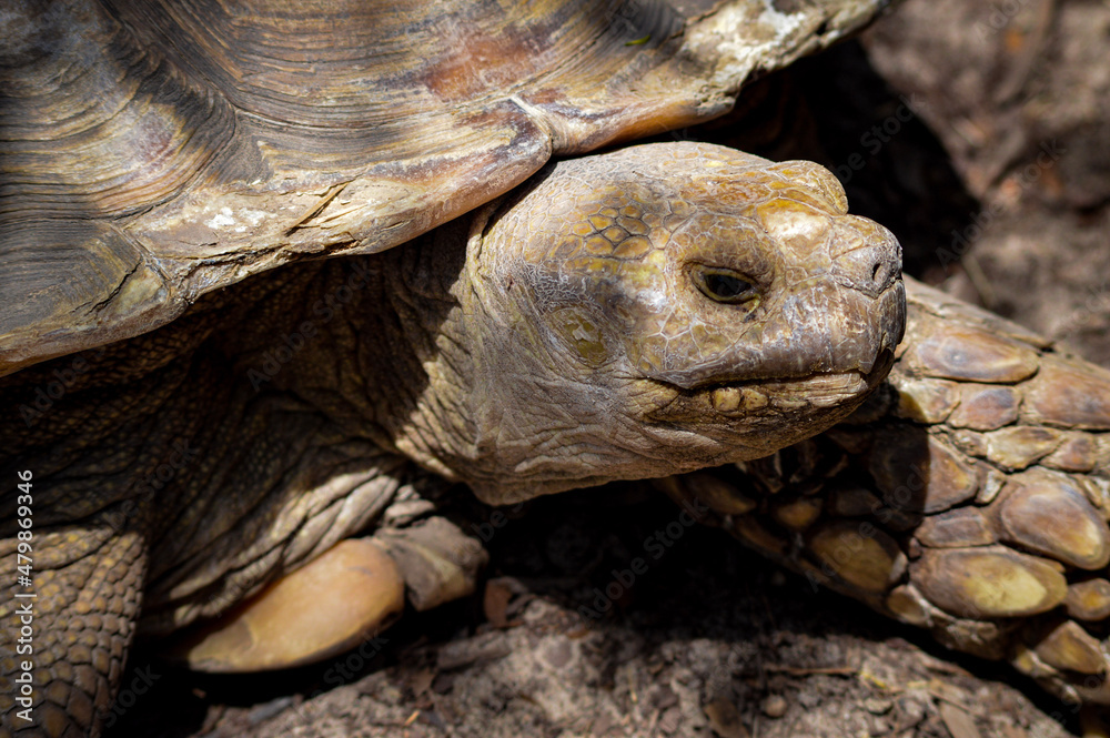 Obraz premium Big old tortoise turtle