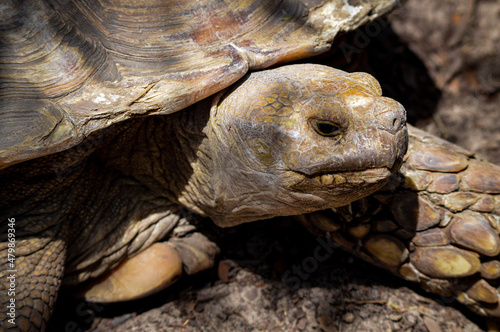 Big old tortoise turtle