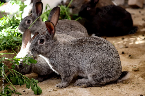 Conejos comiendo alfalfa photo