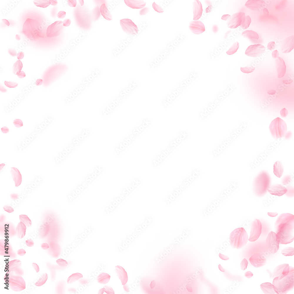 Sakura petals falling down. Romantic pink flowers vignette. Flying petals on white square background. Love, romance concept. Energetic wedding invitation.