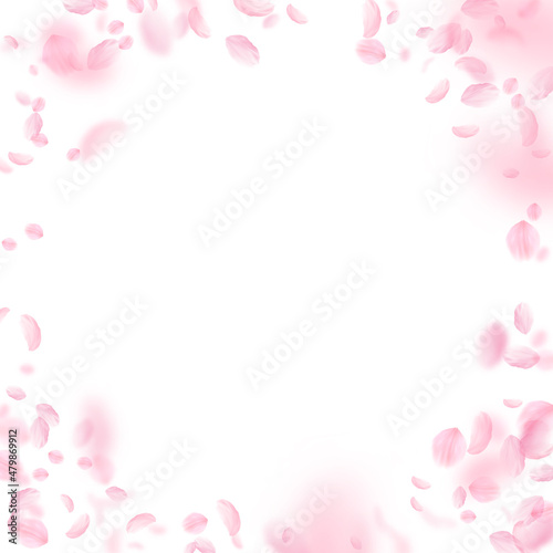 Sakura petals falling down. Romantic pink flowers vignette. Flying petals on white square background. Love, romance concept. Energetic wedding invitation.
