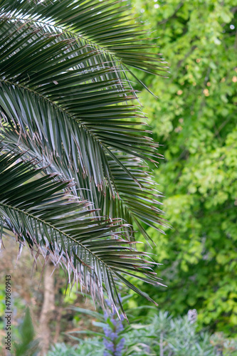  Canary Island date palm tree leaves in botanical garden in Ventnor, Isle of Wight, United Kingdom