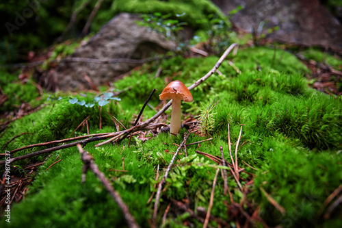 inedible mushrooms in the forest among moss, branches and coniferous needles