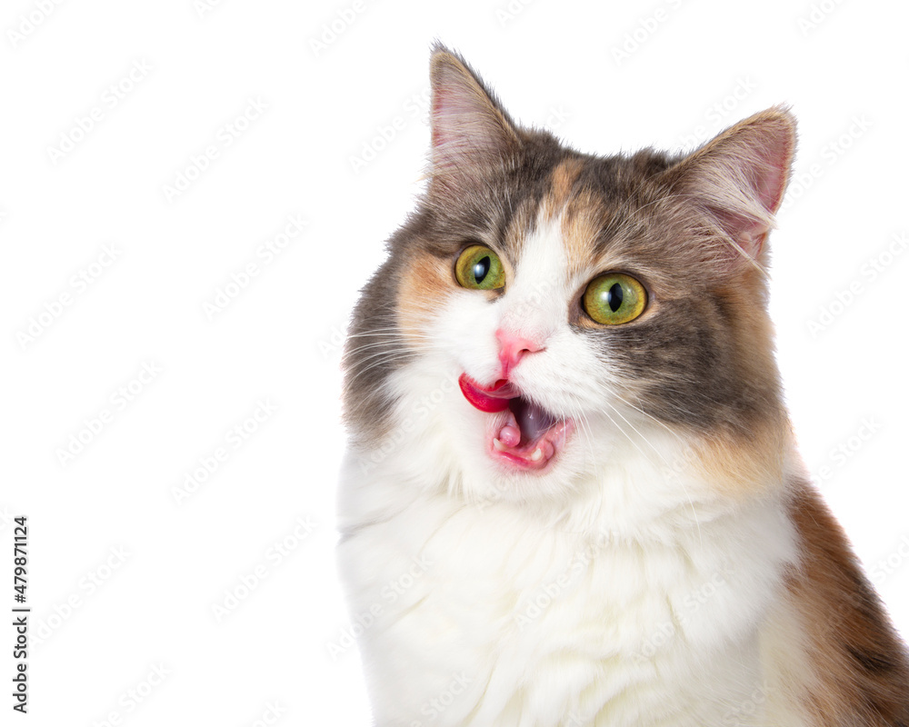 Bright funny multicolored cat eating isolated on the white background