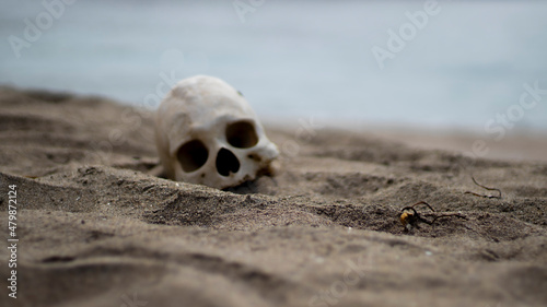 skull on the beach © zackkary
