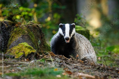 Badger in green forest. Hungry European badger, Meles meles, sniffs about food in rotten stump. Badger shows teeth. Beautiful black and white striped beast. Portrait of cute animal in nature habitat.