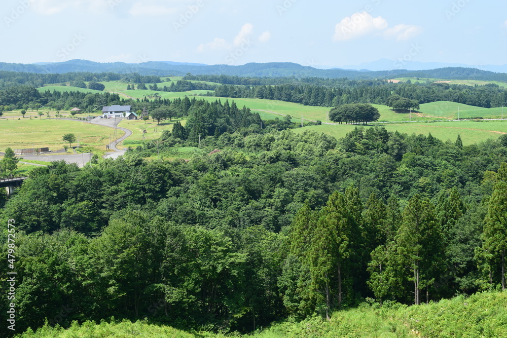 Obraz premium スギ林 山形県の山林