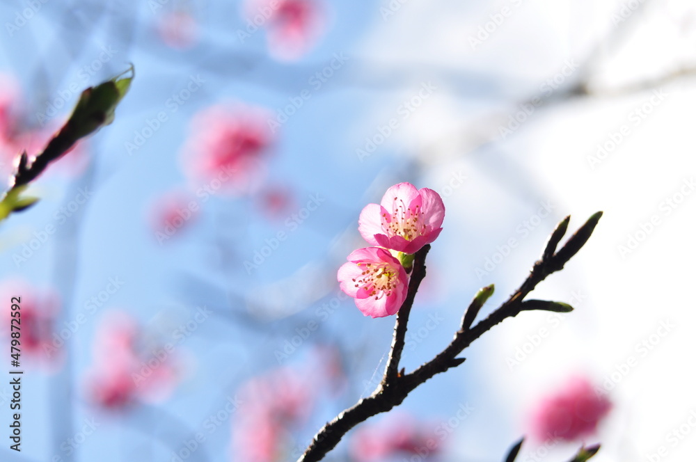 寒緋桜 寒緋桜