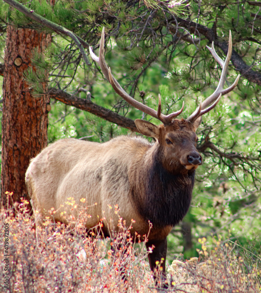 Fototapeta premium bull elk in park national park