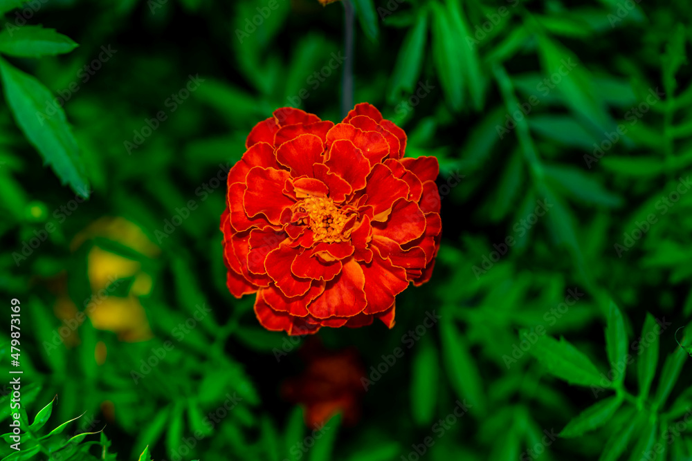 Obraz premium red poppy in the garden