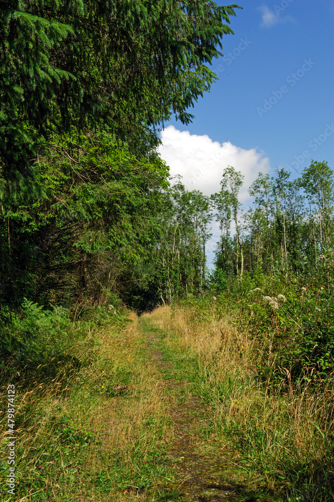Fototapeta premium Killykeen forest park