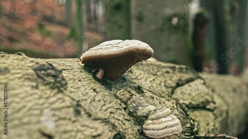Polypore Bracket Fungus Growing on Tree Bark in Forest
