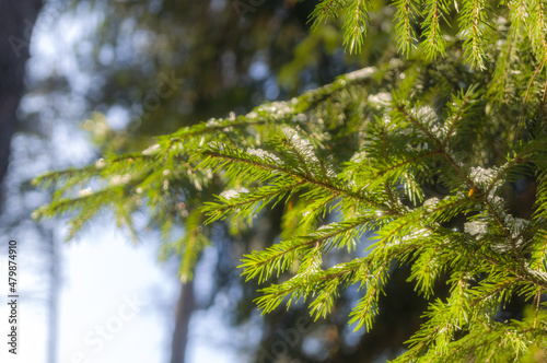 A sprig of a coniferous tree close-up with melting snow. Springtime. Selective focus