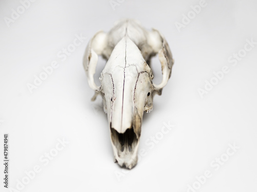 Kangaroo skull taxidermy on clean white background. Gothic picture