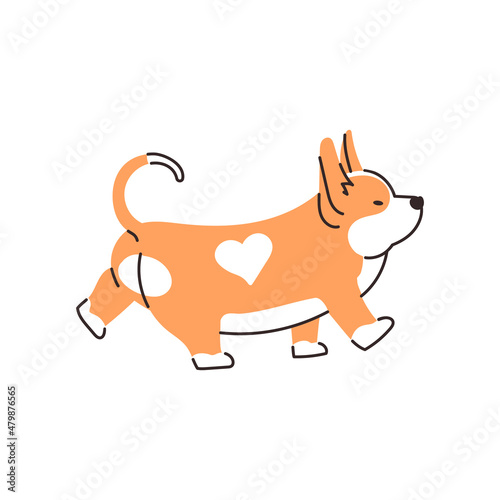 Cute corgi dog cartoon illustration. Funny walking puppy. Vector