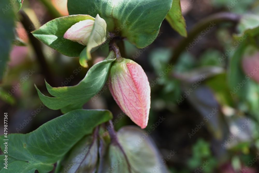 Hellebore flowers. Ranunculaceae evergreen perennial plants. Hellebore flowers. Ranunculaceae evergreen perennial plants.