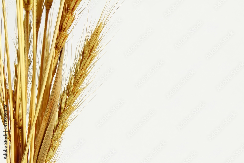 wheat ears bunch on white background for agriculture,farm,health related concept