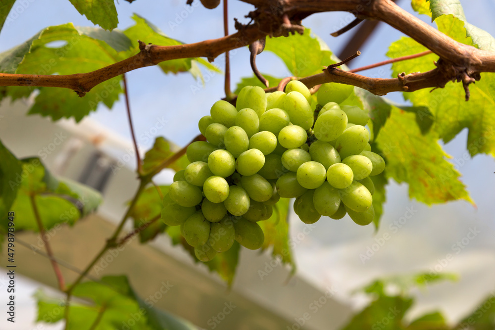 ฺBunch of grapes in the field waiting to be harvested.