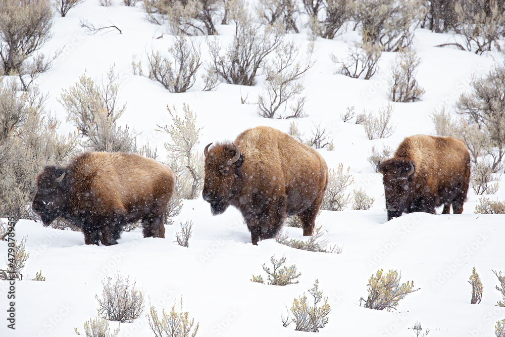 Three bison walking in the snow through Lamar Valley Three bison walking in the snow through Lamar Valley
